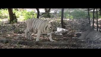 王庄爆料二虎视频播放下载,二虎视频播放下载攻略全解析  第1张